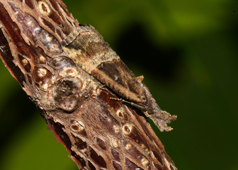 Una falena mimetica:  Hypena (Hypena) rostralis, Erebidae